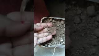 Soil science ke chaptertypes of soil me legal don lady Jagdamba soil bhi add kr de sabbadhiya h [upl. by Nahguav]