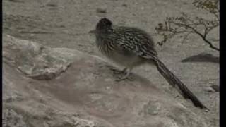 Roadrunner Geococcyx Californianus [upl. by Agatha]