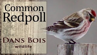 Common Redpoll  Birds of Manitoba [upl. by Addis322]