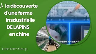 VOICI COMMENT LA CUNICULTURE EST PRATIQUÉ EN CHINE shinfarm1502 [upl. by Ariahaj510]