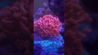 Goniopora coral finally taking off youtubeshorts coral aquarium lps [upl. by Daas]