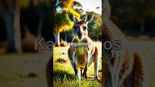 Kangaroo jack 🥊 kangaroo animalfacts animals animalkingdom wildlife nature fyp [upl. by Nona]