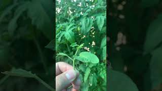 FREAKING HORNWORMS hornworm garden gardening pest pestcontrol updates shorts update short [upl. by Silver203]