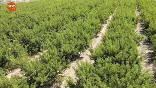 Agricultores de Andalucía y Murcia los más beneficiados por la ayuda del Ministerio de Agricultura [upl. by Timofei45]