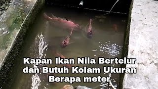 Kapan Ikan Nila Bertelur dan Butuh Kolam Ukuran Berapa Meter [upl. by Saxena]