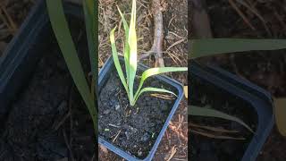 Yucca rostrata seedling yucca plants [upl. by Arved283]