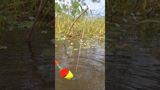 Unique Hook Fishing Video in Beel water catchingfish hooktrapfishing fishing [upl. by Alius]