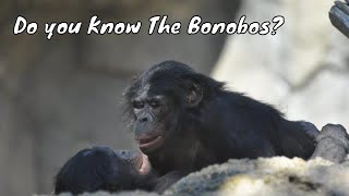 Observing Bonobos in their Natural Habitat Proven In Congo [upl. by Ysus]