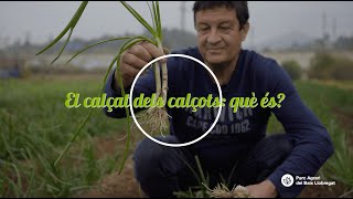 Què és el calçat dels calçots [upl. by Ernst855]