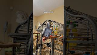 Gizmo tells Bird to Squawk off 😅 funnyparrot bird talkingparrot parrot [upl. by Eidarb]