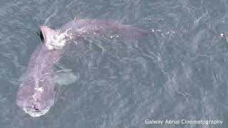 Basking Shark [upl. by Annocahs671]