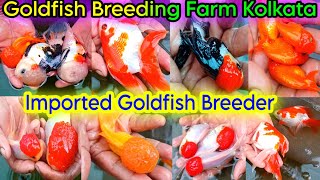 Aquarium Goldfish Breeding  Exotic Goldfish Breeding Farm Kolkata  Aquarium Fish Farm  Goldfish [upl. by Eiknarf]