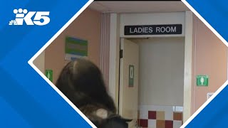 Washington state ferry worker on leave after bathroom voyeurism allegations [upl. by Bracci]