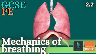 GCSE PE  MECHANICS OF BREATHING  Anatomy and Physiology Respiratory System  22 [upl. by Lednem]