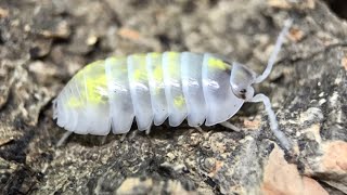 Magic Potion Isopods Armadillidium vulgare [upl. by Ghassan]