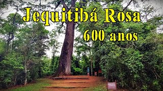 🌿Jequitibá Rosa O Gigante de 600 Anos da Floresta 🌿 [upl. by Scharf]