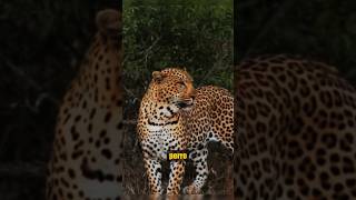 ¡Perro se Enfrenta a Leopardo perro vs leopardo animalessalvajes [upl. by Ardeahp]