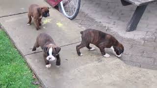 Boxer Puppies For Sale [upl. by Erdnaid]