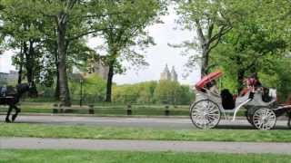 Horse and Carriage Tours Central Park NYC [upl. by Anawqahs]