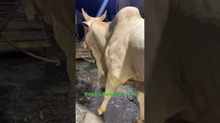 Loading Most Beautiful and Biggest Pakistani Hansa Cow of Nawab dairy farm for💕 2025viral trending [upl. by Nifled]