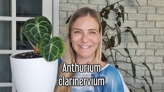 How to care for Anthurium clarinervium ❤️🪴 [upl. by Oiluarb]