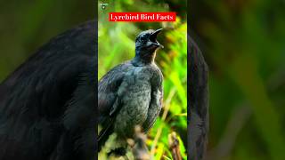 Lyrebird facts Mimicry birds likesadia animals wildanimalfacts facts lyrebird [upl. by Ainekahs973]