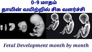 தாயின் வயிற்றில் சிசு வளர்ச்சி 09 months of baby development in womb in Tamil [upl. by Garwood352]