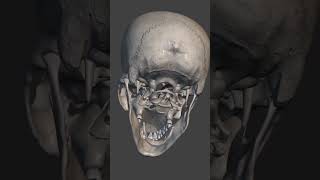 viralvideo 💥 animation video of musculoskelental system 3d animation video of anatomy bone [upl. by Sulihpoeht]