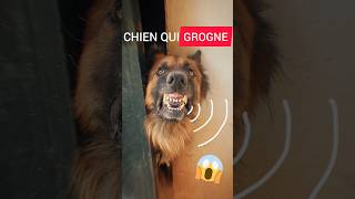 SON DE CHIEN 🐶 QUI ABOIE FORT🔊 DOG SOUND BARKING 😱🥶🥵 dog viral doglover youtubeshorts animals [upl. by Annairt370]