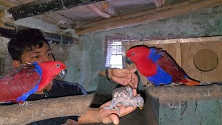 My Eclectus parrot pair have new born babies😍 [upl. by Nolasba]