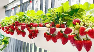 Growing Strawberries at home is easy big and sweet if you know this method [upl. by Yanarp]