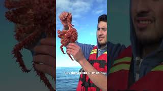 Centolla Patagonica  King Crab 🦀 [upl. by Naida]