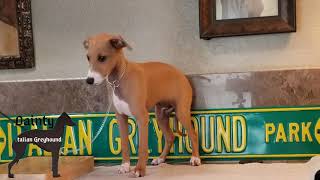 Italian Greyhound Puppy Training [upl. by Anecuza]