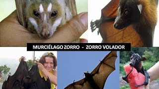 Instinto Animal Zorro Volador [upl. by Ruhtracm]