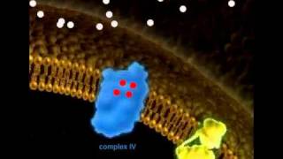 The Electron Transport Chain ETC [upl. by Anjela]