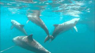 dauphins à deshaies guadeloupe [upl. by Craddock469]