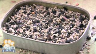 Feature Story Feeding and Breeding Gouldian Finches [upl. by Shanie149]