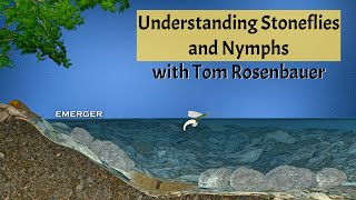 Understanding Stoneflies and Nymphs with Tom Rosenbauer [upl. by Nnylasor]