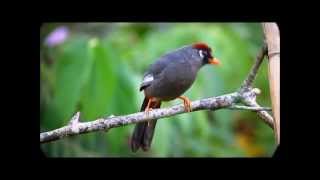 Spectacled Laughingthrush [upl. by Relyat]