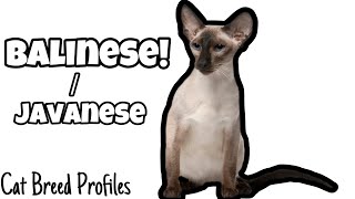 Balinese  Javanese Cat Breed Profiles [upl. by Rekyr850]