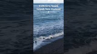 Kaikoura South Island New ZealandInstaTravel TravelGram WanderlustTraveling Newzealand [upl. by Trilley]