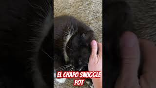 El Chapo Snugglepot music song record rock birds cat [upl. by Terri]