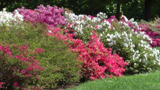 Azaleen und Glyzinienblüte im Schlosspark Schönbrunn  952013 [upl. by Latyrc138]