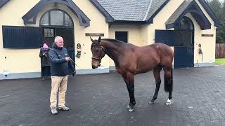 Paddington at Coolmore Stud [upl. by Lebisor]