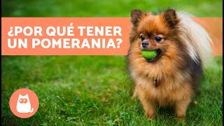 VENTAJAS de TENER un POMERANIA 🐶✅ Top 7 Razones [upl. by Teferi]