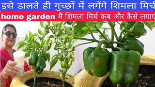 How to grow capsicum on home gardenorganic fertilizer dalne se bumper lagengefertilizer [upl. by Ellehcen]