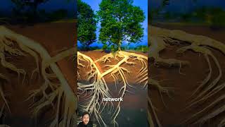 Trees root system tree nature forest science [upl. by Ratcliff592]