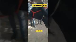 Girlando cow Brazil nasl ki newviral video Hanumangarhhfcowdairyfarminganimals Ramdev [upl. by Dualc453]