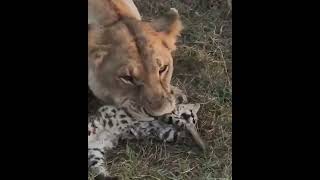 quotLioness vs Leopard in a Deadly Fightquot short viral [upl. by Nnyleimaj]