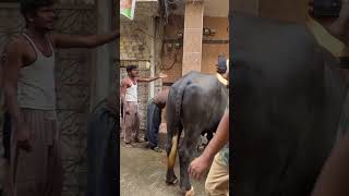 Last moments 🥹💔zibah hogya sultan🥹💔 cowvlog cowhorse cowmandivlog vlog bull bulllovers [upl. by Alpert]